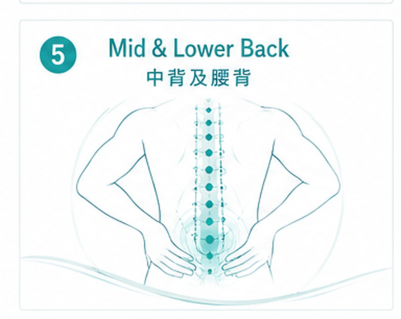 中背及腰背